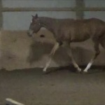 KISS THIZ - Gelding out of Shutup and Kissame (owned by Donna Wyman)